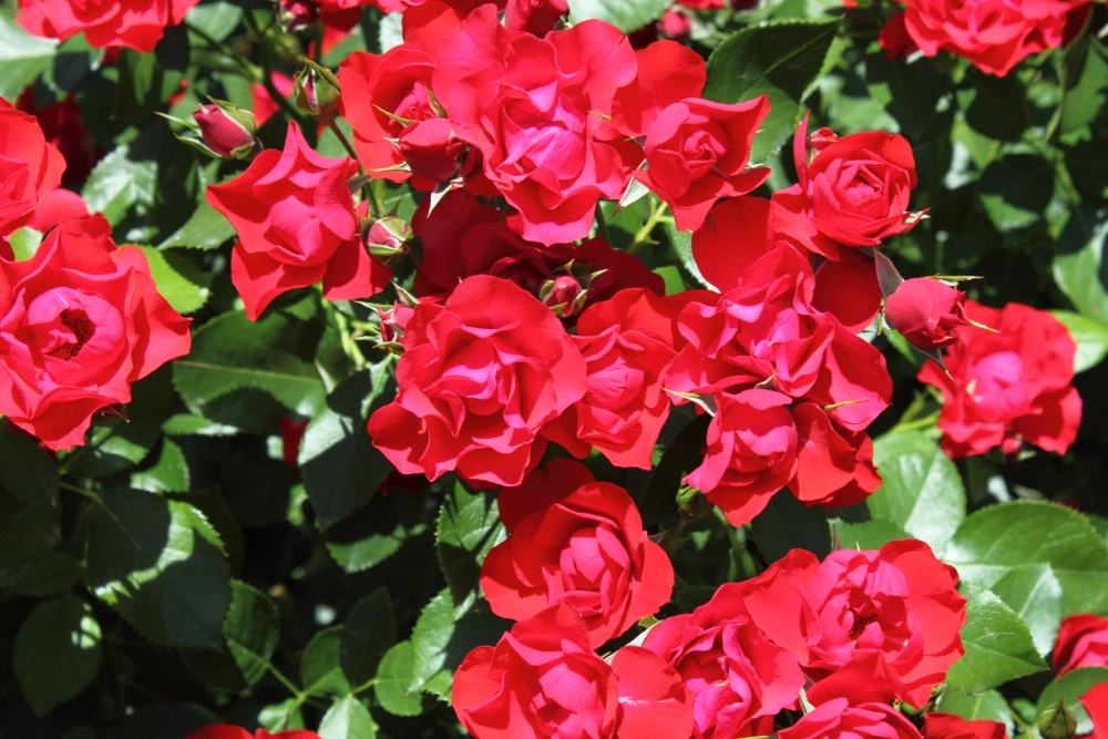 Beetrose 'Black Forest Rose®', 30 bis 60 cm, rot Cover